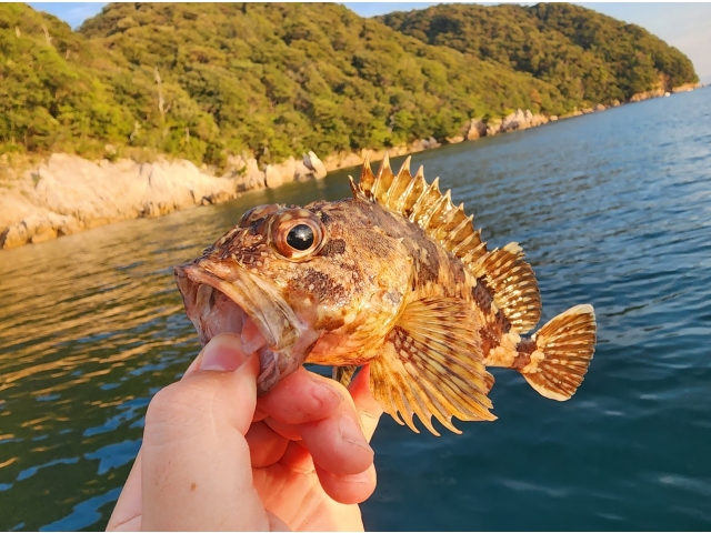 カサゴ(たくさん釣れました)